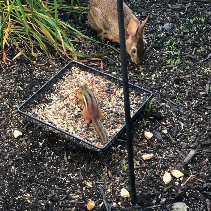 

Ground Feeder 7 Inch Square Feeding Plate Mesh Bird Feeder Garden Decor For Outdoor Yard Lawn Backyard Patio Balcony Winter