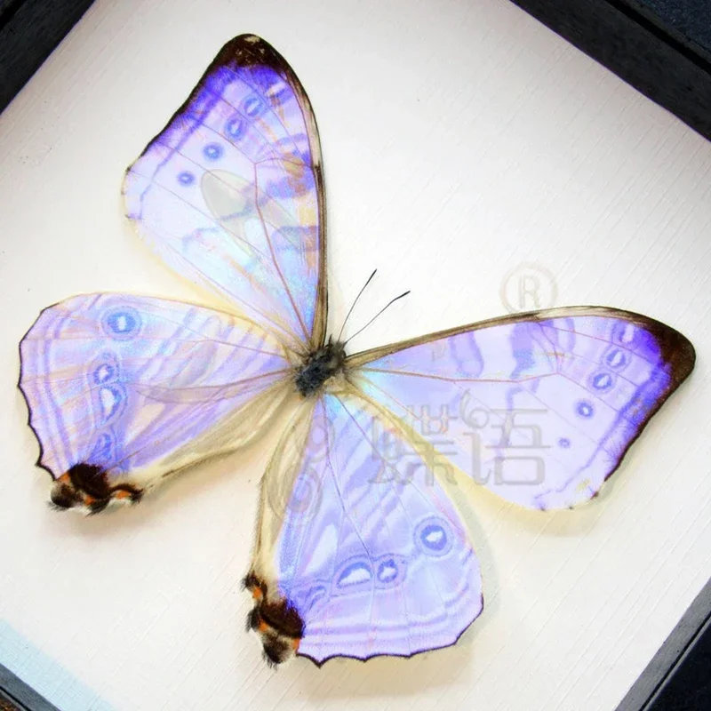 Real Butterfly Specimen Morpho Menelaus Big Blue Flash Butterfly Rare Specimens Photo Frame Decorative Painting Ornament