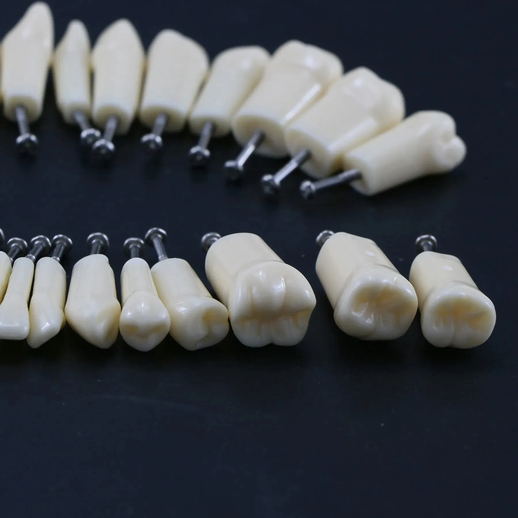 Dental Teeth Model Screw-in Replacement Teeth Compatible NISSIN 200 Type dental teaching model Training Demo Resin Material