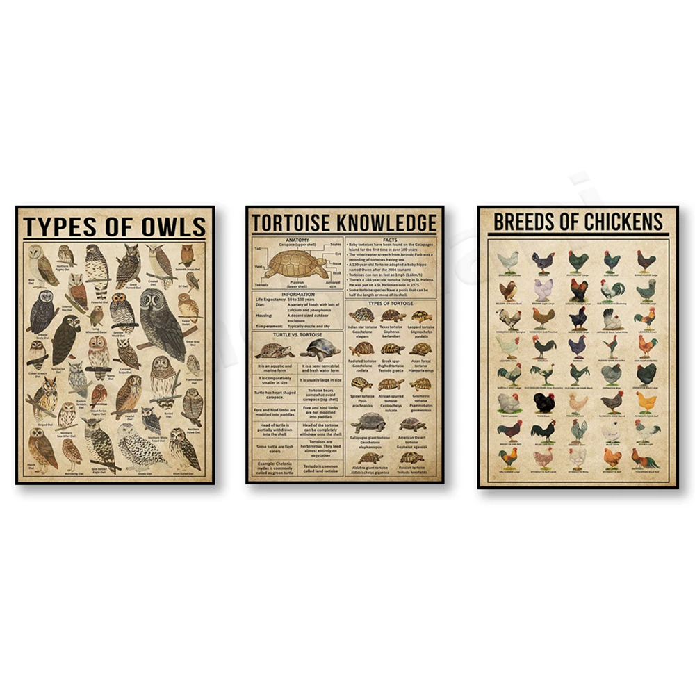 Farm Chicken Breeds Knowledge Poster, Turtle Knowledge Poster, Owl Species Poster, Barn Owl Knowledge Poster, Animal Poster