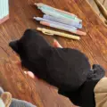 Negro