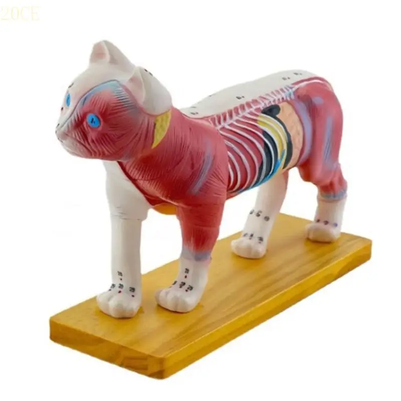 

20CE Anatomy Model Animal Anatomical Model for Veterinary Learning