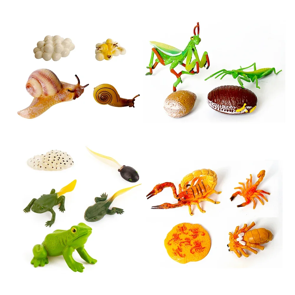 Wild Animals Figure Toy Insects Bettle Frog The Life Cycle Montessori Education Action Figure Animal Figurines Kids Gifts Games