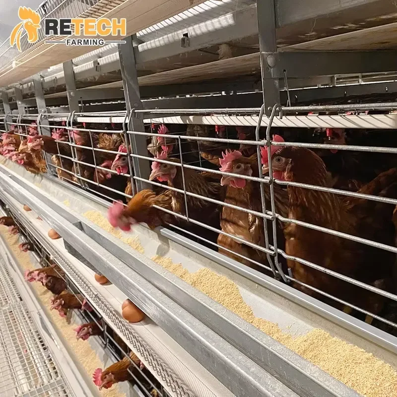 Automatic Chicken Layer Battery Cage for Retech Farming Large Poultry Farm House Construction Automated Equipment