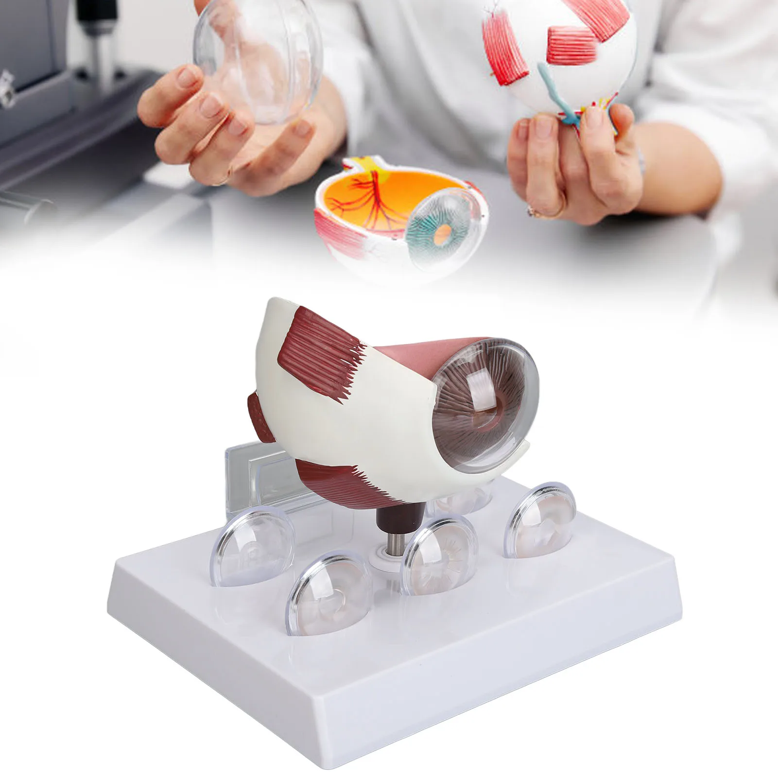 Human Eye Anatomical Model Accurate Display Enlarged Medical Eyeball Explanation Model with Card