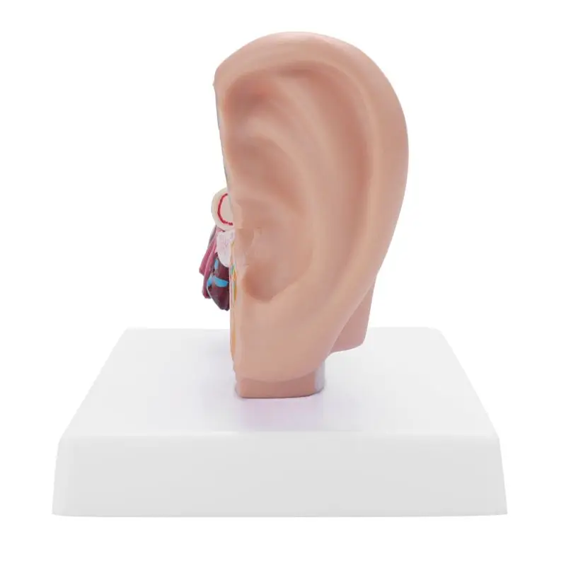 Eco-Friendly-1.5 Times Human Ear Anatomy Model Showing Organs Structure Of The Central And External Ears Teaching Supplies