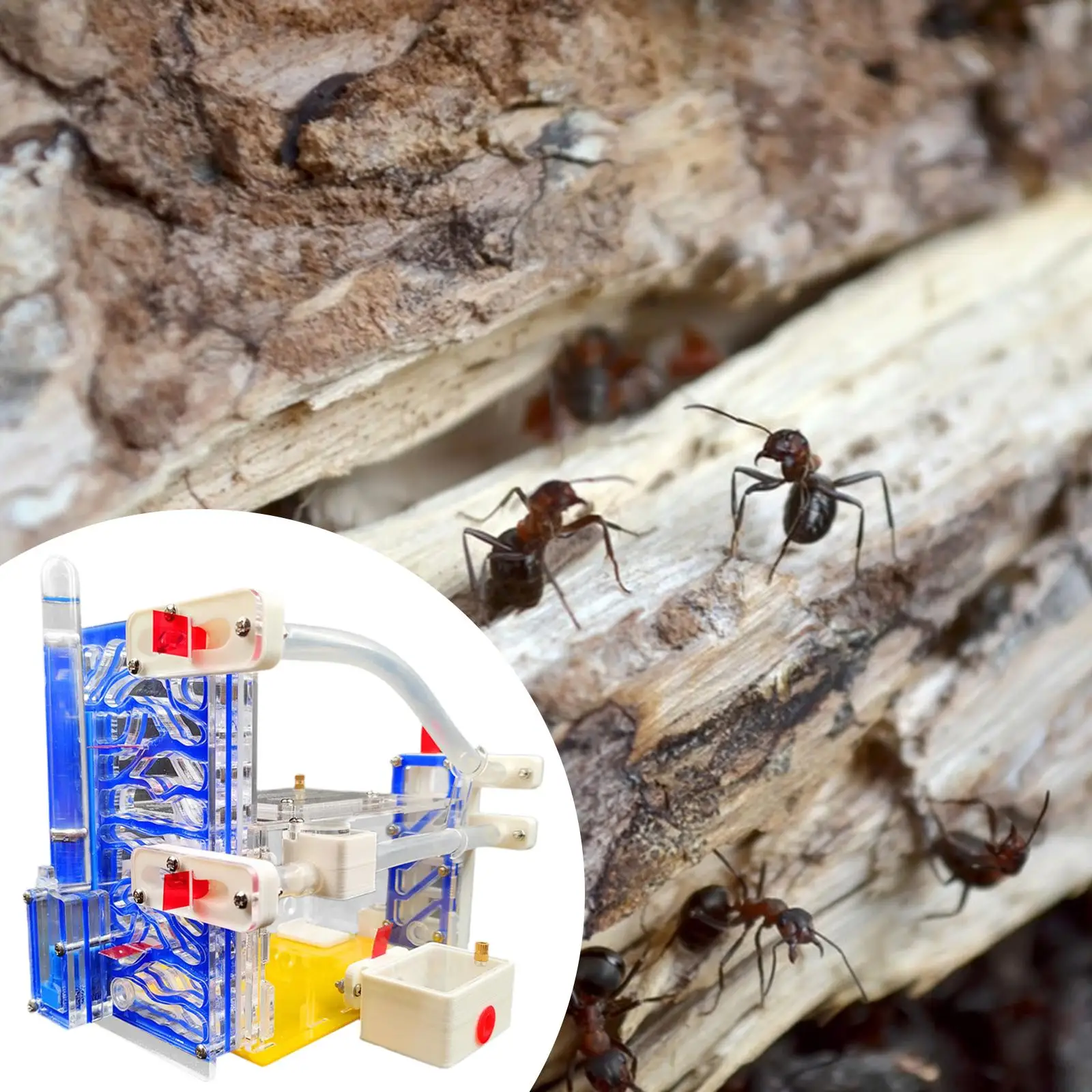 

3D Acrylic DIY ANT Farm for Kids Adults with Feeding Area Modern Observation ANT Workshop Habitat Science Kit Educational Toy