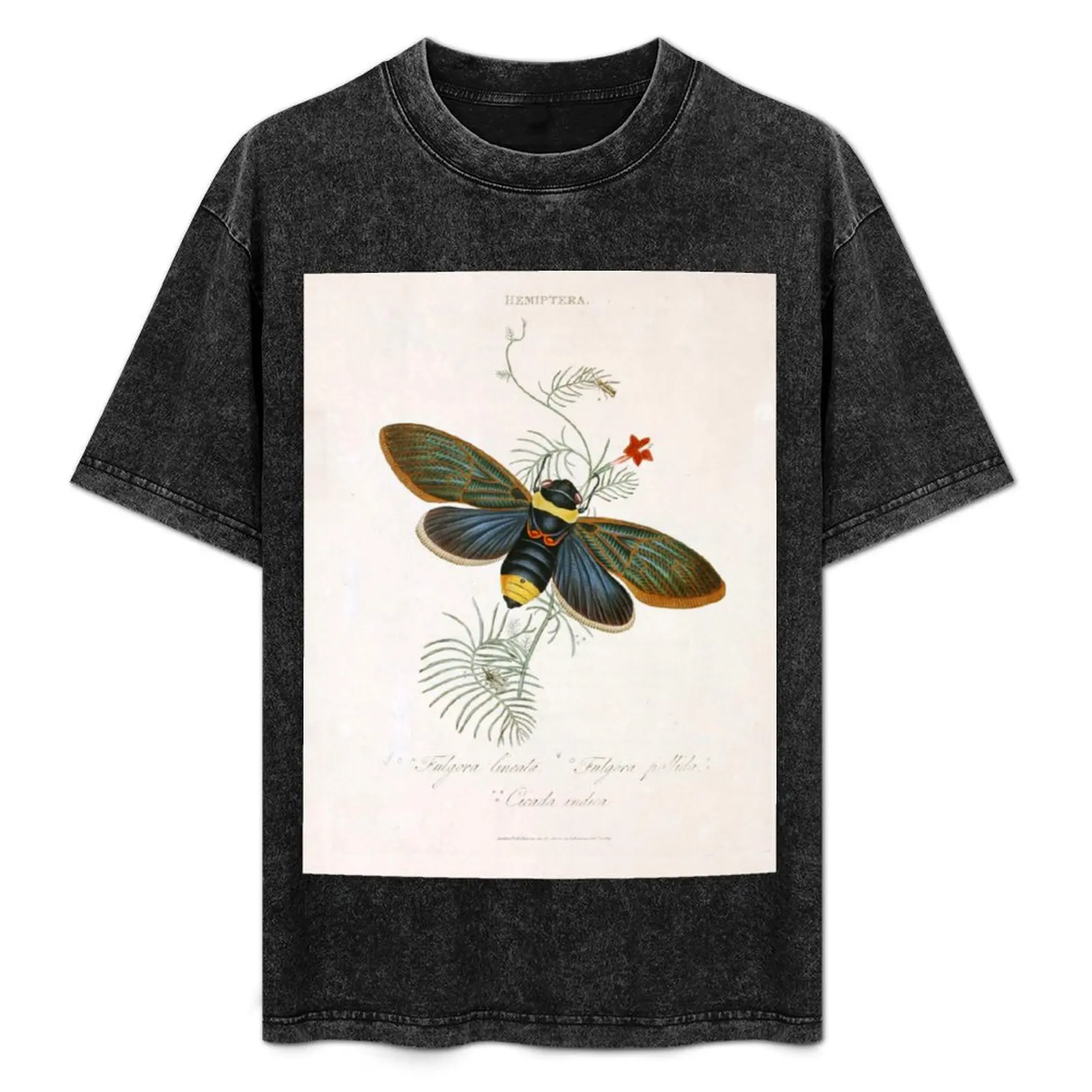 

Tacua Speciosa Cicada T-Shirt essential t shirt rapper graphic tees gifts for boyfriend summer shirt mens graphic t-shirts funny