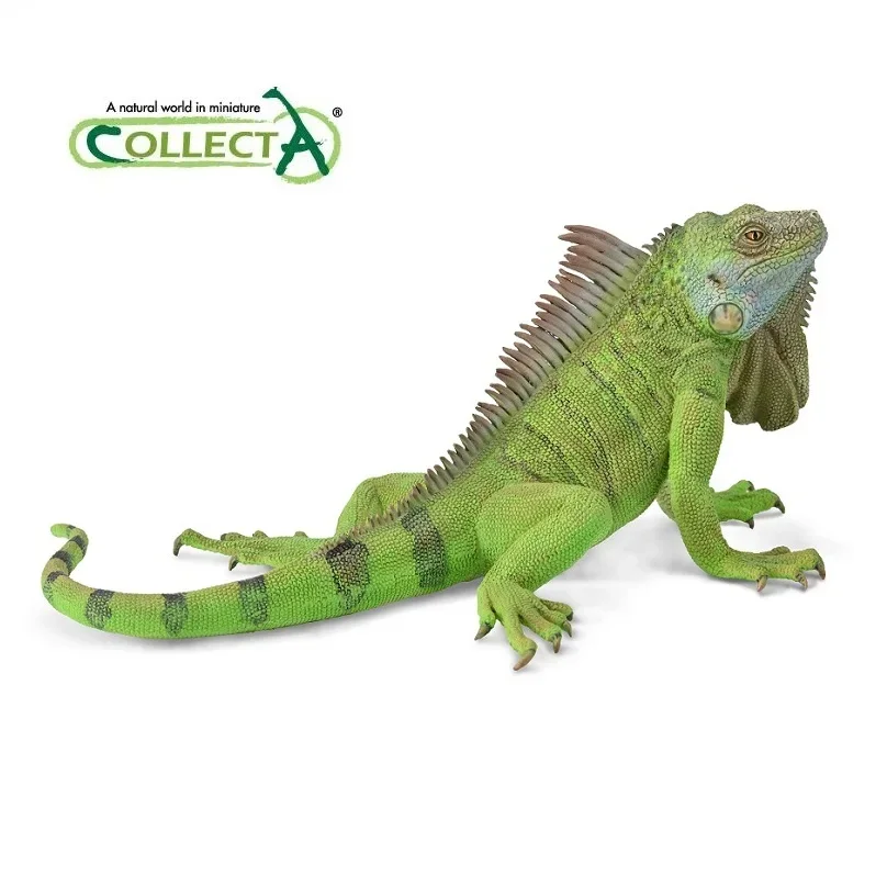 Collecta Iguana Model Animal Classic Toy 88965