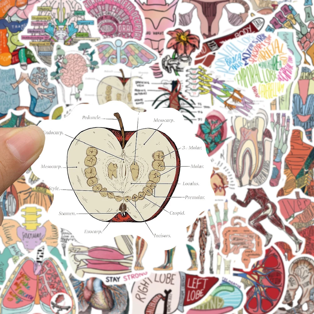 10/30/50pcs Human Body Organ Anatomy Stickers Cartoon Graffiti Decals DIY Scrapbook Notebook Suitcase Waterproof Sticker Decor