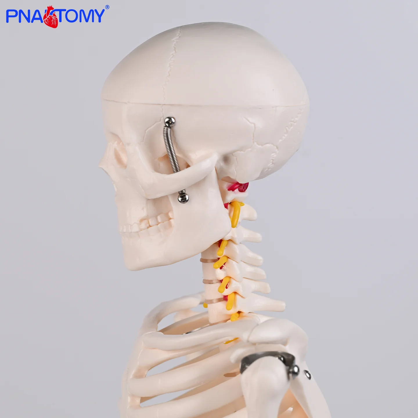 

85cm Human Skeleton with Neural Model Movable and Detachable Skeleton