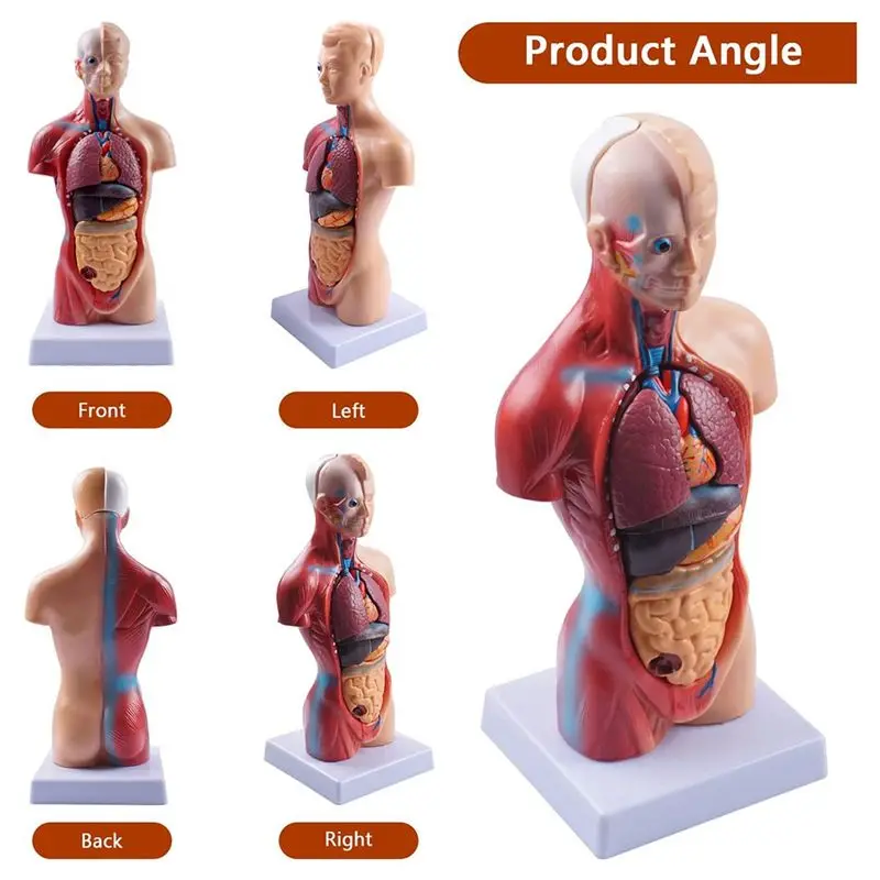 ABFW 11 Inch Human Torso Body Model Anatomy Anatomical Internal Organs for Student Teaching Study Assembling Model