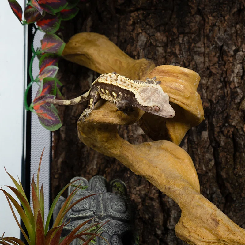 

Botany Simulated Rattan Reptiles Feeding Box Decorative Products Scenery Lizard Tree Frog Water and Land Rainforest Vines
