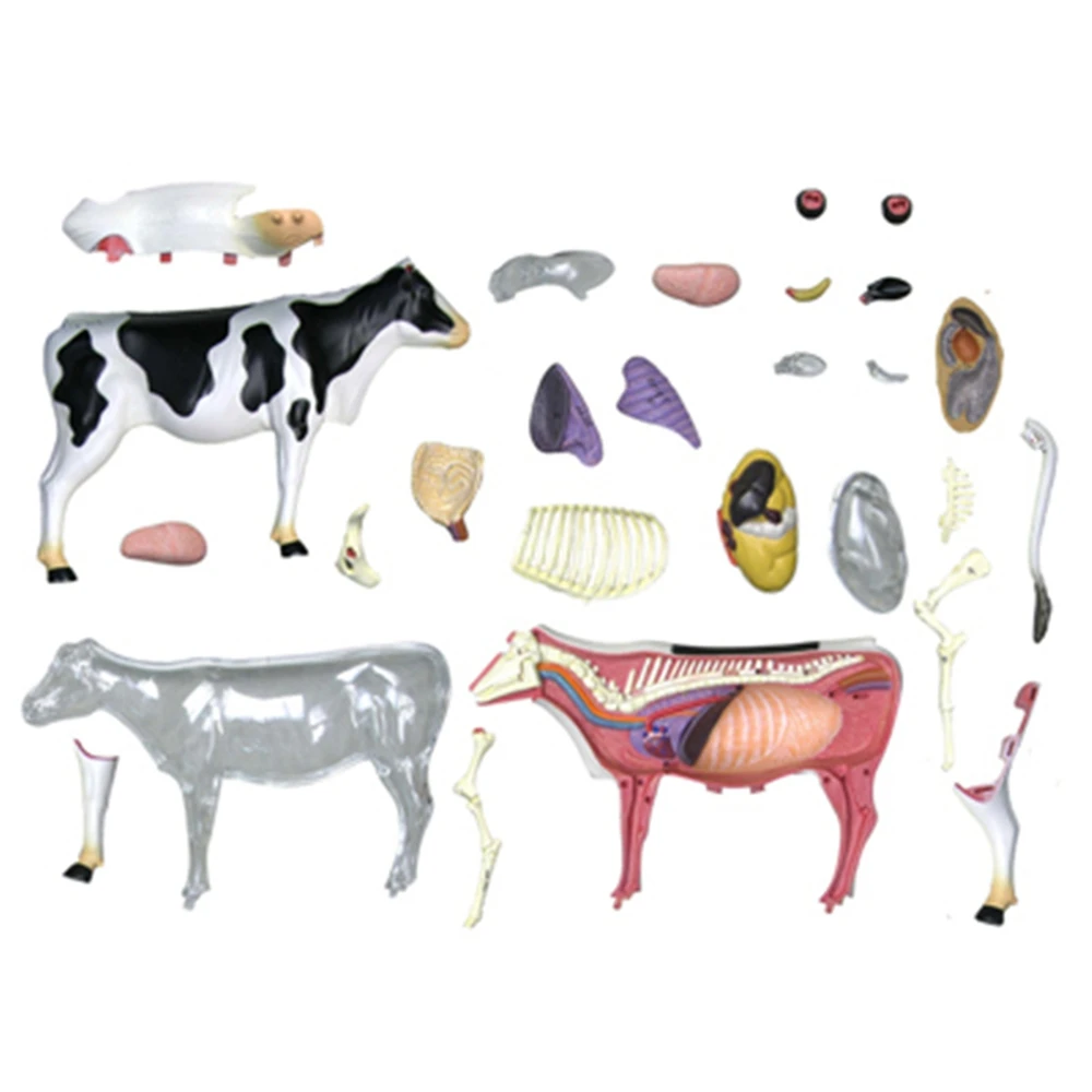 Imagem -05 - Modelo de Anatomia de Órgão Animal 4d Vaca Inteligência Montagem Brinquedo Modelo de Anatomia de Ensino Faça Você Mesmo Aparelhos de Ciência Popular