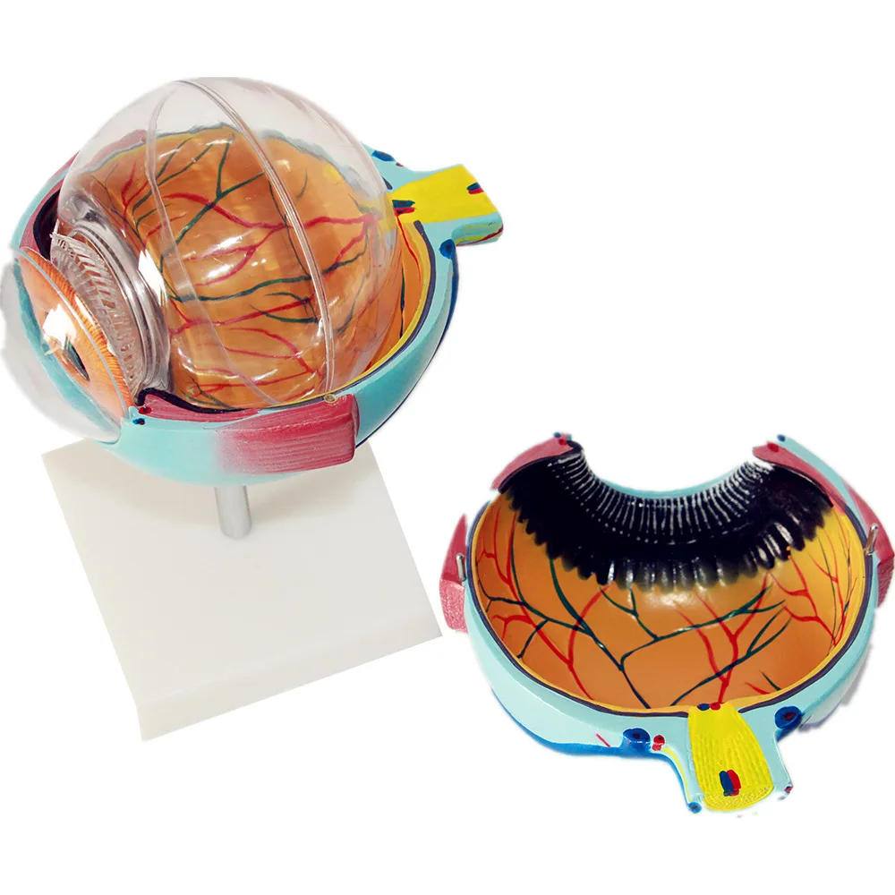 Enlarged Human Eye Structure Model Sensory Organ Biology Teaching Display Model