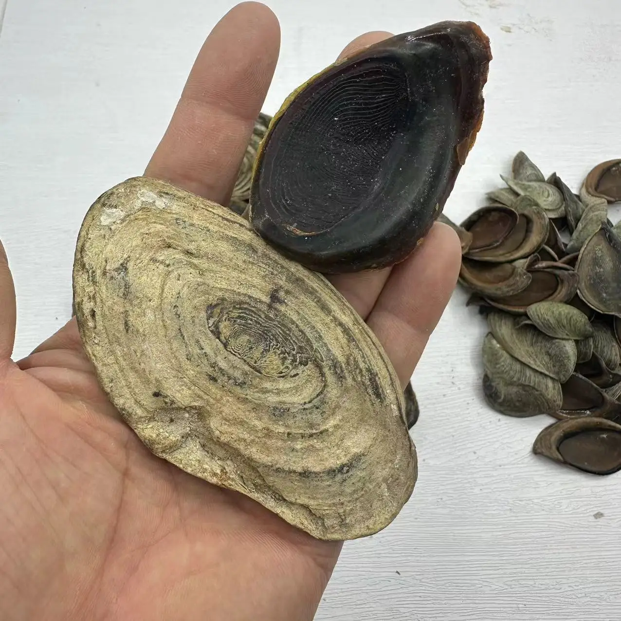 Natural Seashell Opercula, Traditional Incense Material, 500g