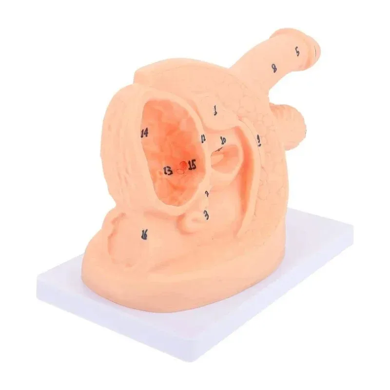 Catheterization Anatomy Model 3