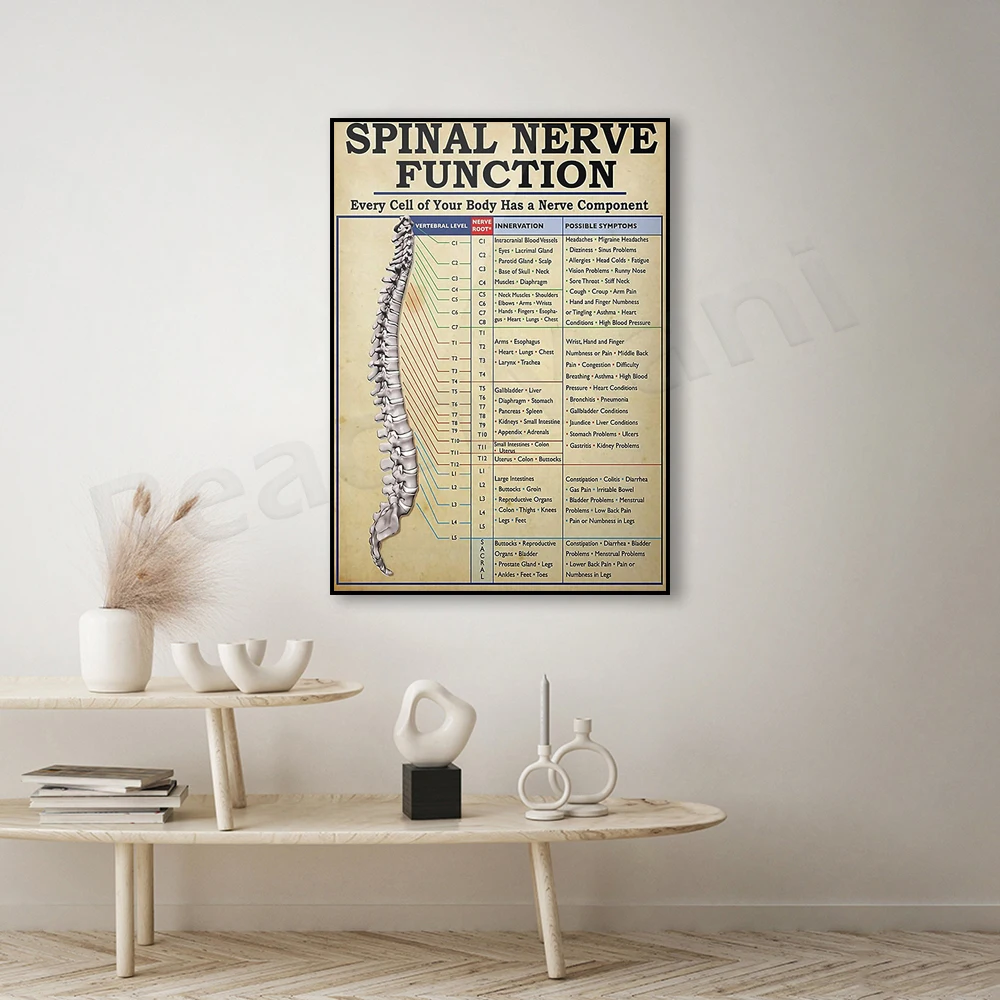 

Spinal Nerve Function Poster, Vintage Poster, Spinal Nerve Function Chart, Root Chart, Chiropractic Doctor Gift