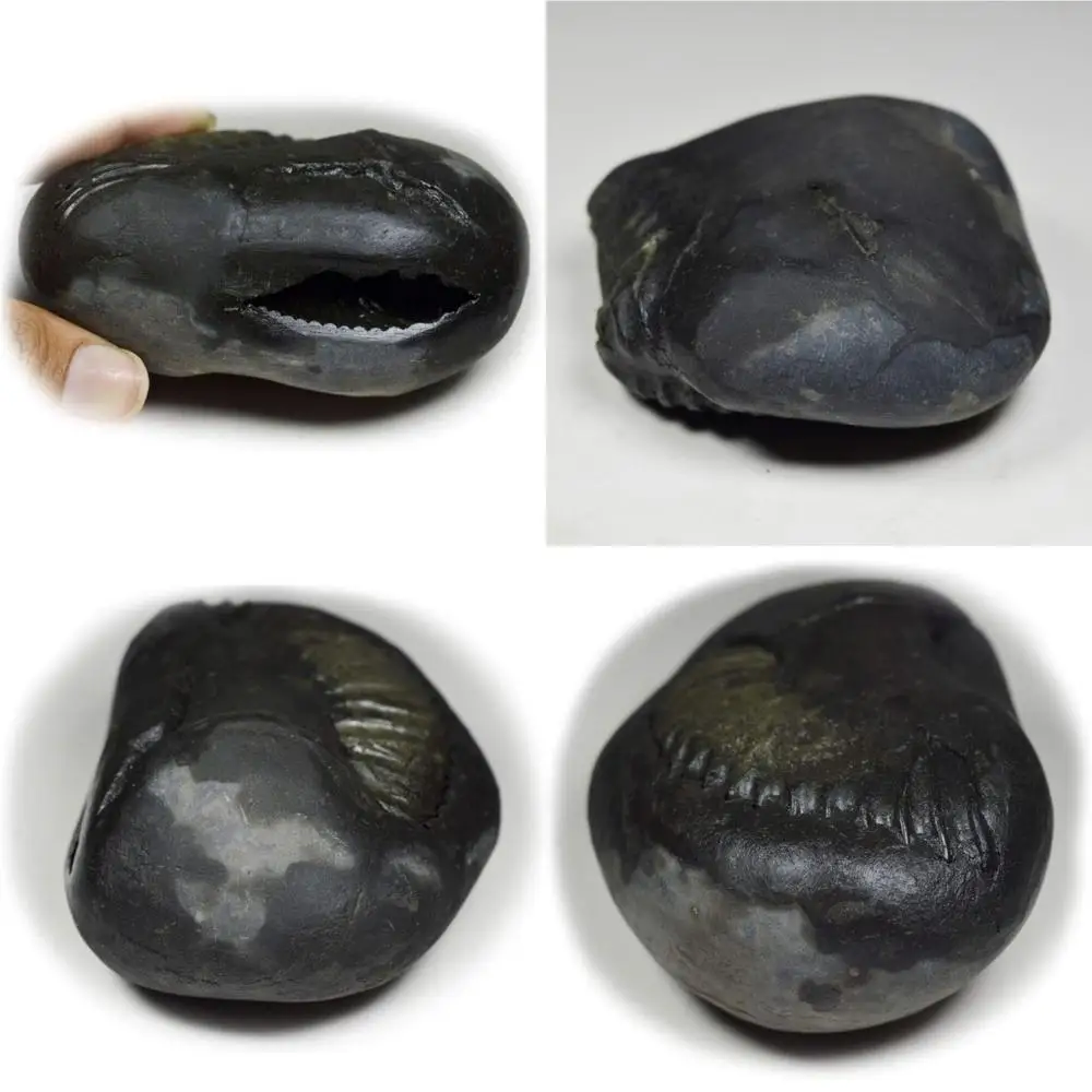

Оптовая продажа качества A + Lord Vishnu Shaligram Fossil Stone от Gandaki River, Nepal, 55 карат, оригинальный сакральный драгоценный камень