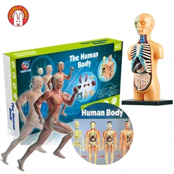 Modelo de anatomía del cuerpo humano 3D para niños, juguete de esqueleto de plástico DIY, ayuda para el aprendizaje temprano, juguetes educativos para niños, juego STEM