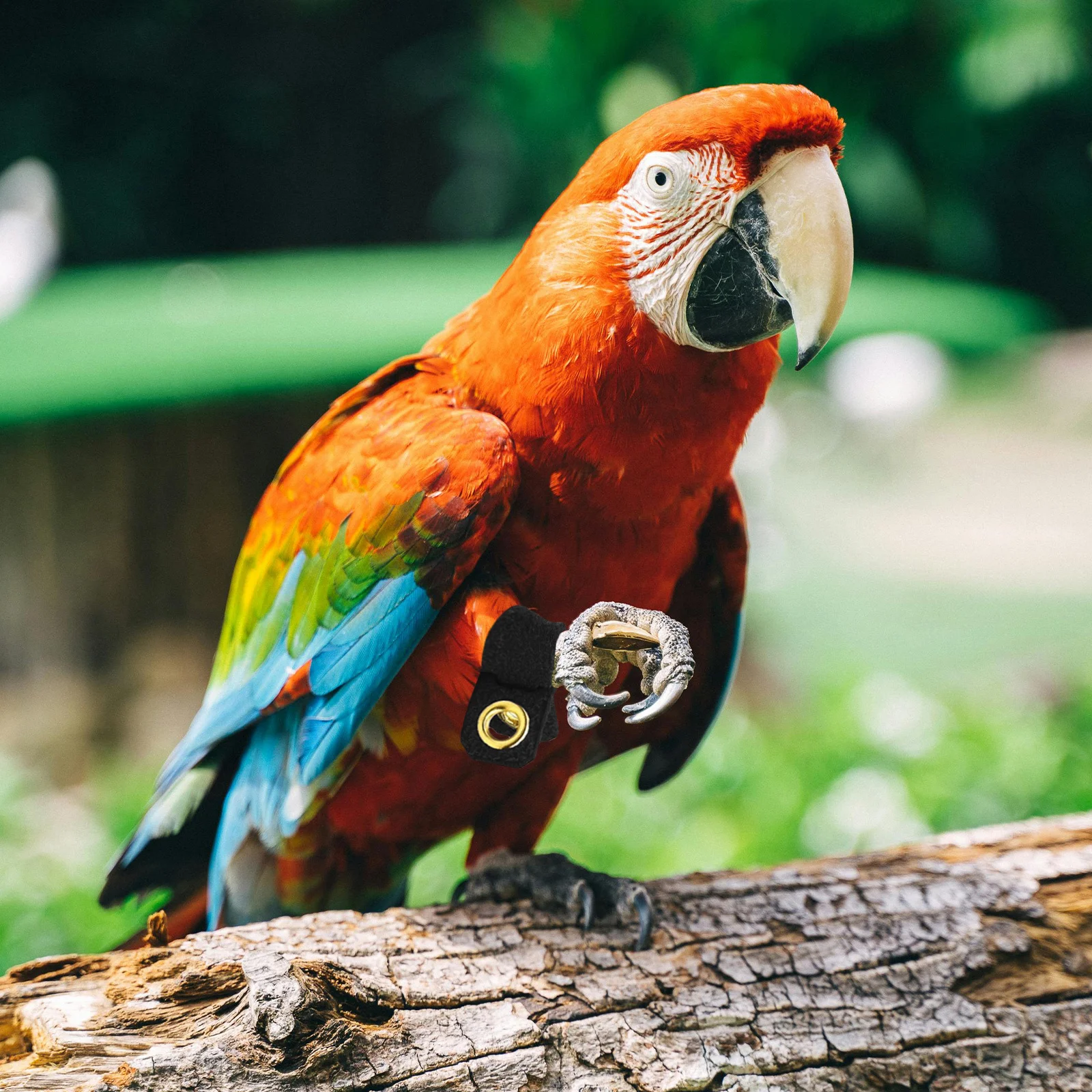 4 مجموعات الطيور القدم خواتم الجلد المدبوغ المواد الببغاء الساق العصابات سهلة تطبيق إزالة إعادة استخدام حمامة القدم خواتم الببغاء الساق العصابات #5