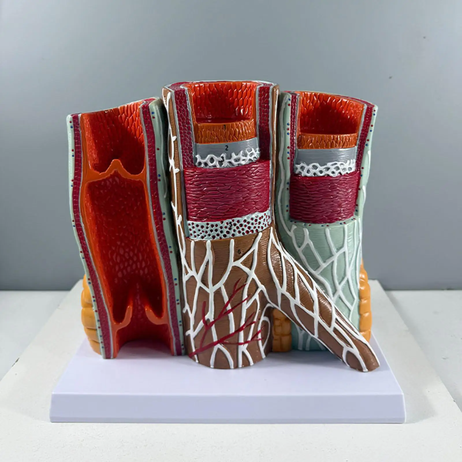 

Human Blood Vessel Model Lightweight with Base for Training School Learning