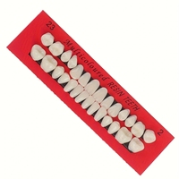 28pcs Dental Training Model Permanent Teeth Model Resin Denture Teeth Teaching Props Dentistry Technician Practice