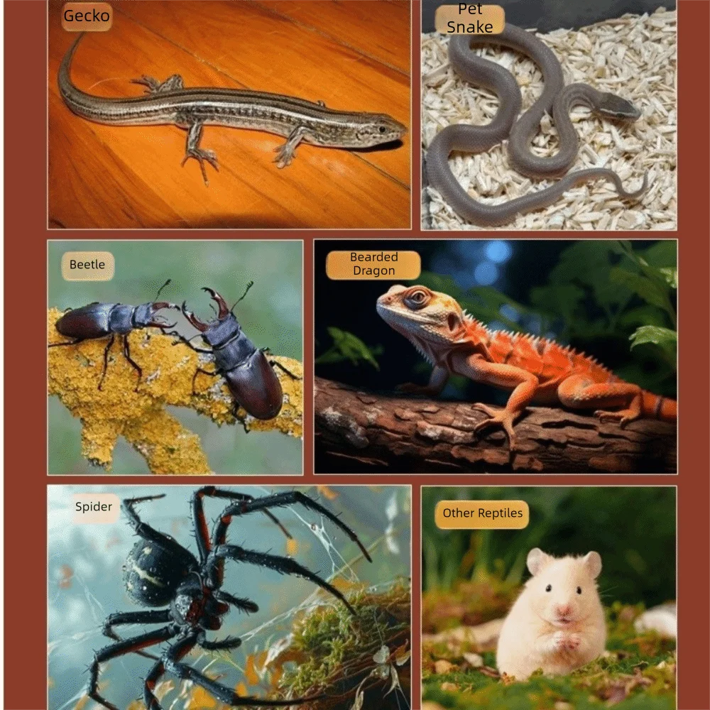 

Acrylic Reptile Feeding Box Magnetic Transparent Reptile Habitat Box Anti-escape with Lids Pet Breeding Container Breeding