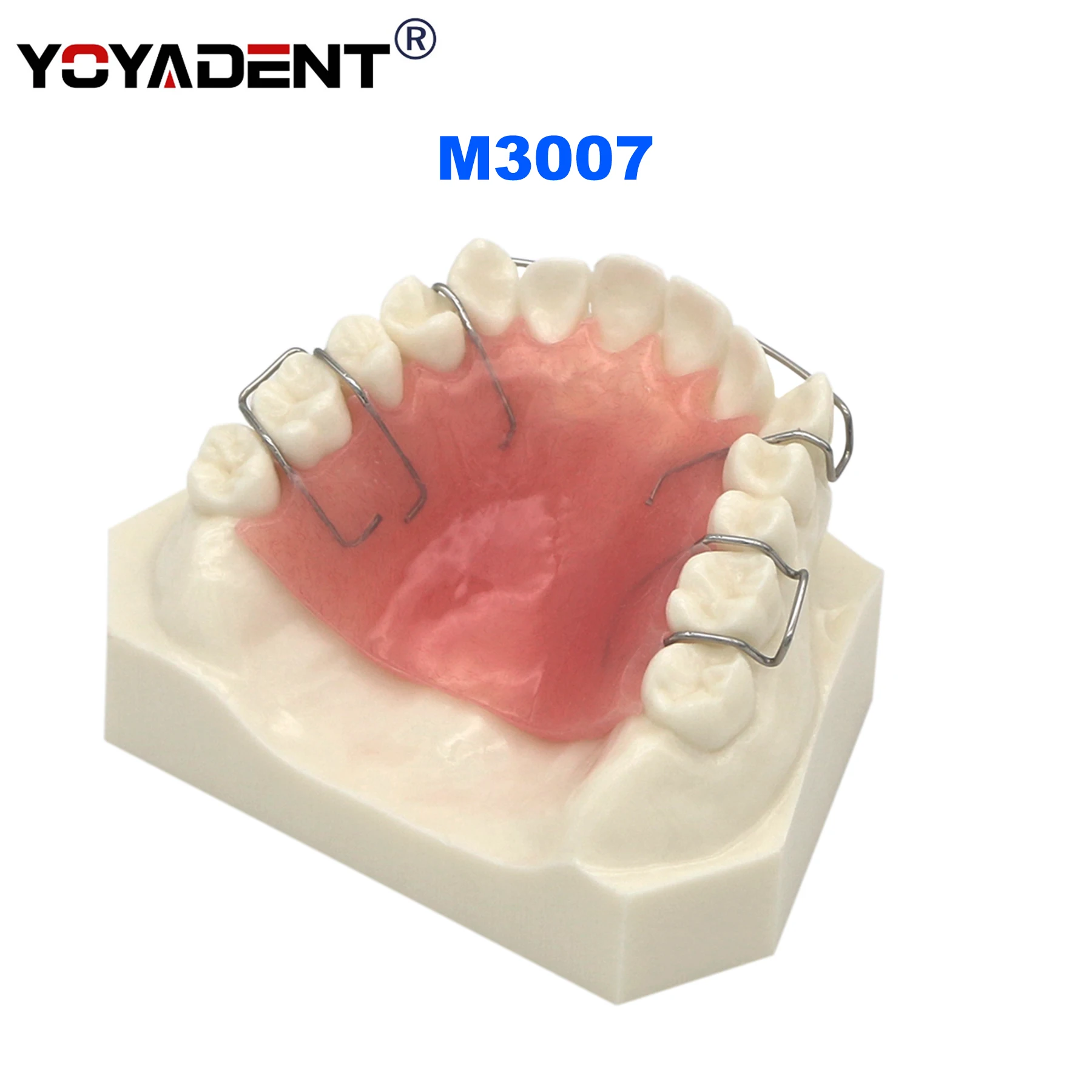 Dental Teeth Model Demonstrates Hawley retainer Teaching Demo Model