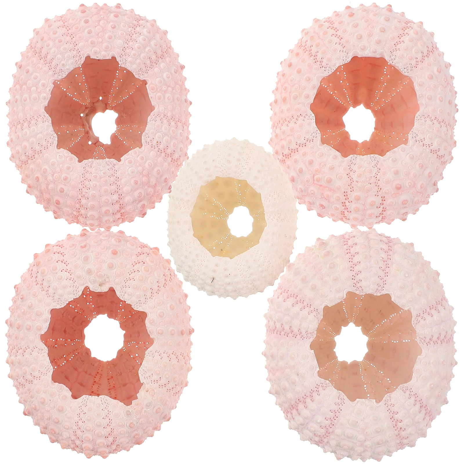 

5Pcs Natural Sea Urchin Shells Above 4Cm Air Plant Planting Pots for Tillandsia Succulents DIY Craft Material Home Office Decor