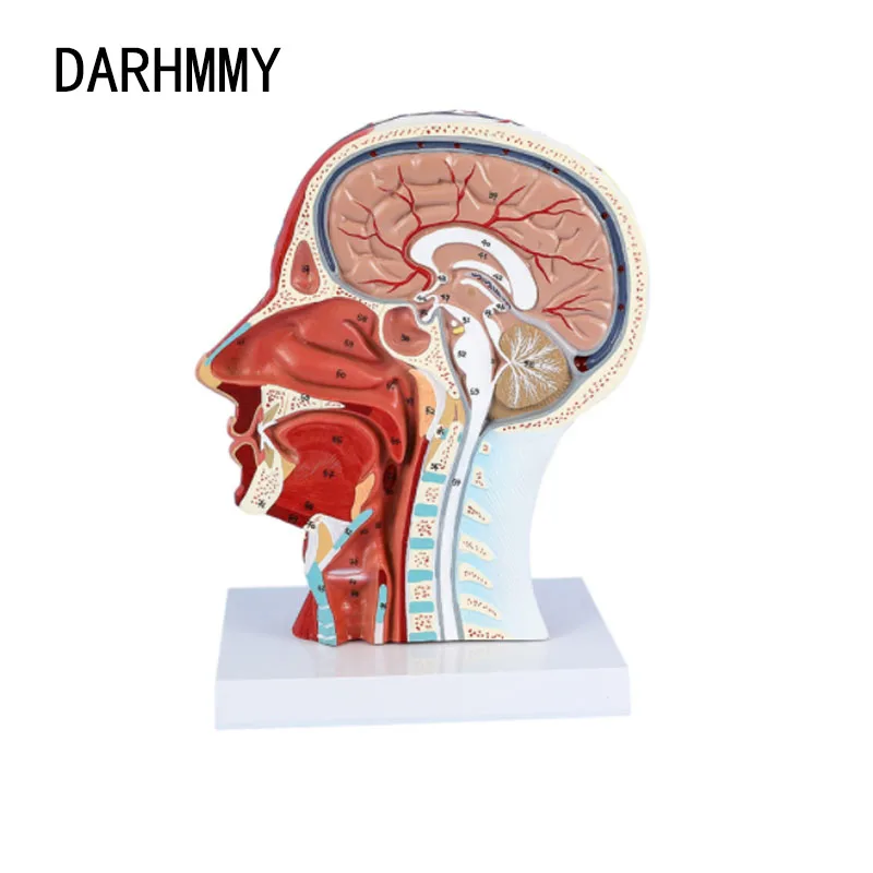 

DARHMMY Head Neck Superficial Nerve Vascular Muscle Model,Human,Skull With Muscle And Nerve Blood Vessel Model Teaching Model