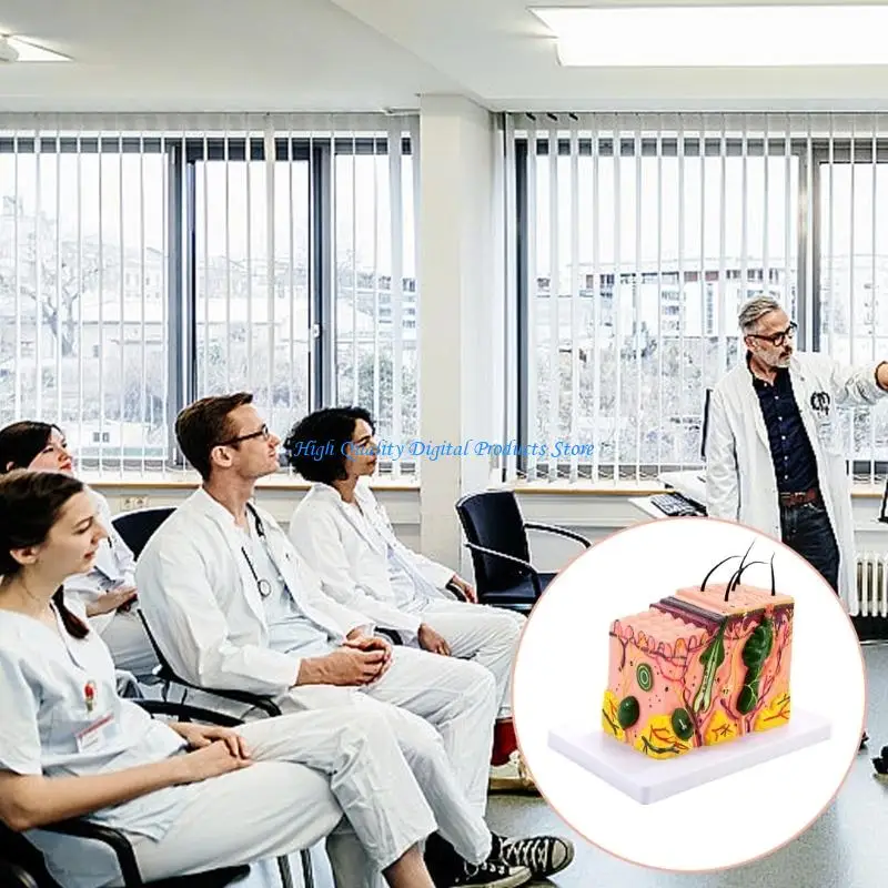 U2JE 35/50/70/85X Enlarged Anatomical Skin Model Skin Teaching Model Human Skin Structure Anatomy Model for Science Study