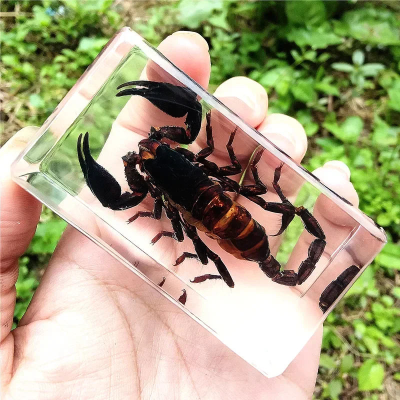 Espécimen de insecto Real, taxidermia, insecto grande transparente, resina epoxi, arañas, escarabajos, insecto grande, espécimen de escorpión, decoración artesanal