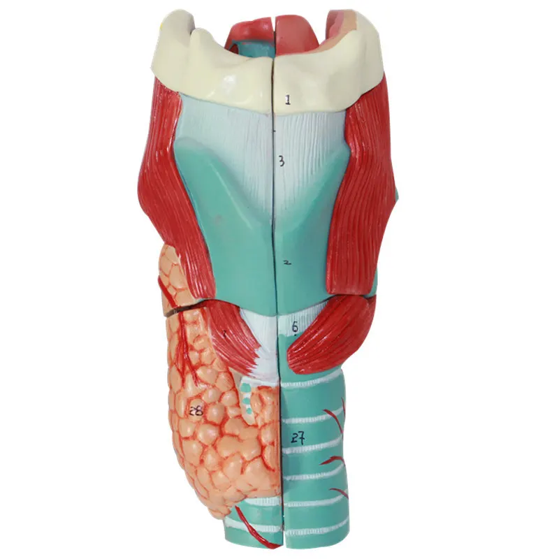 Human larynx anatomy magnified 3 times model, medical teaching display appliance anatomy model