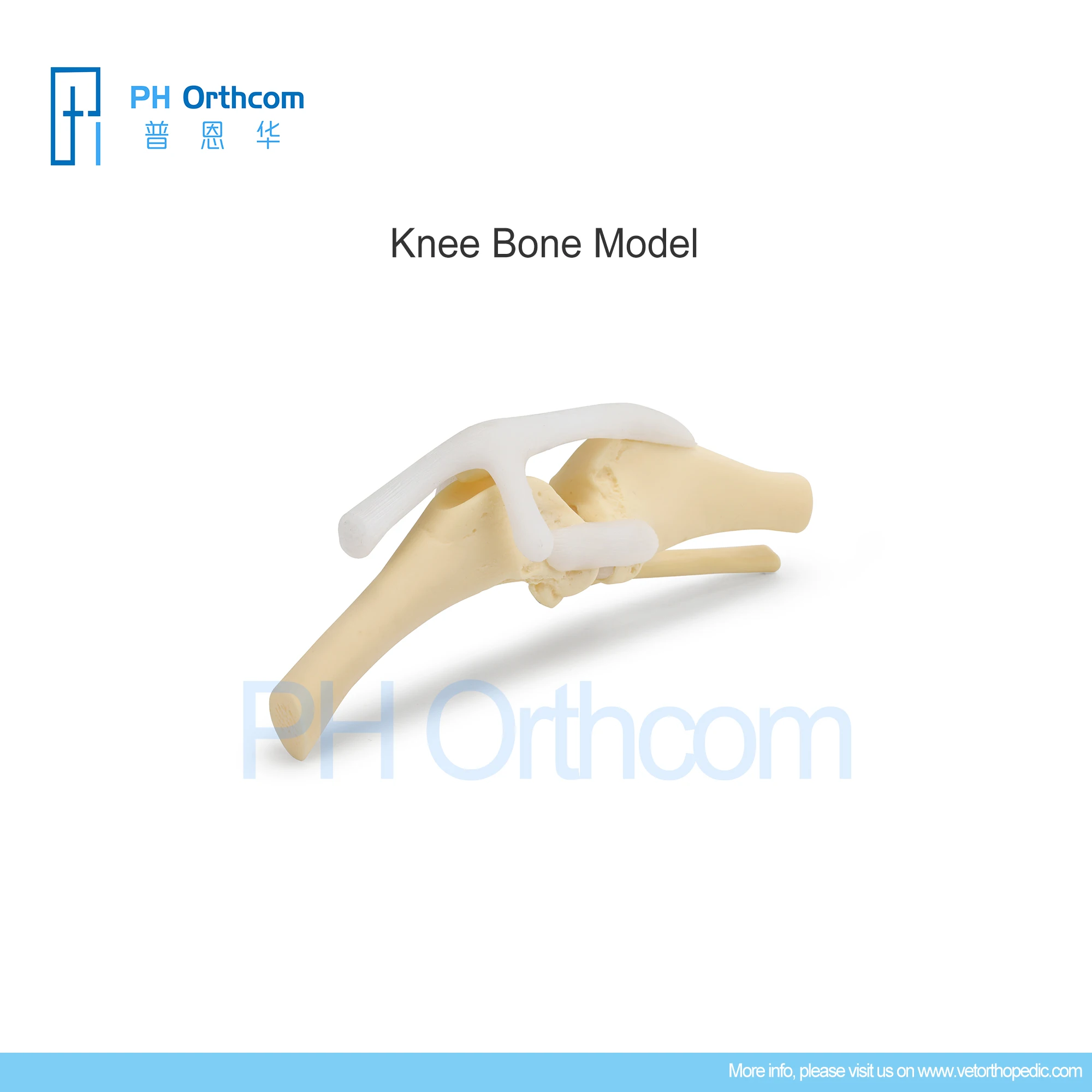 Orthopedic Knee Bone Model Education Pets Medical Supplies and Equipment Instruments