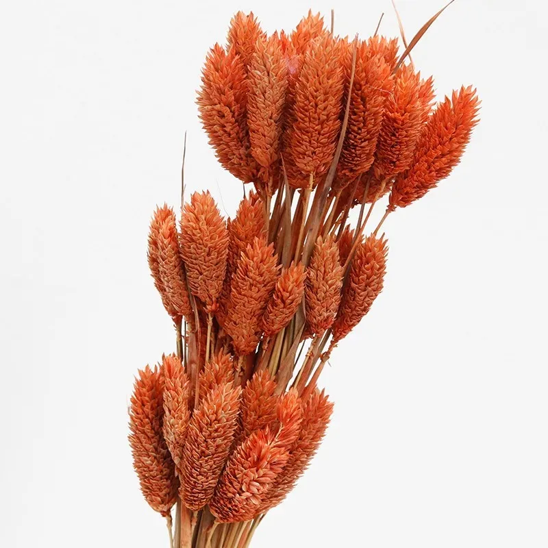 Gem Jewelry Phalaris Grass Bouquet Gifts Natural Rabbit Tail Grass Dried Flower for Wedding Decoration Arrangement Home Decor