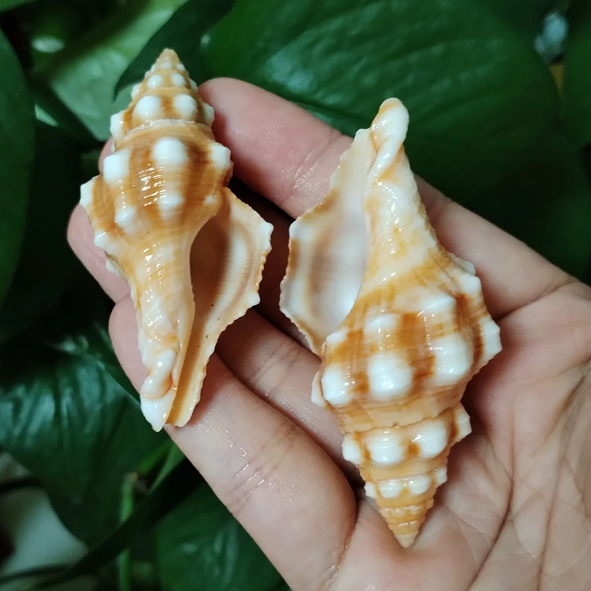 جامع المحار الدوار الملح الطبيعي ، أصداف الذهب ، حفلة موضوع الشاطئ ، حوض الأسماك ، ديكور الزفاف ، 2 التفاف