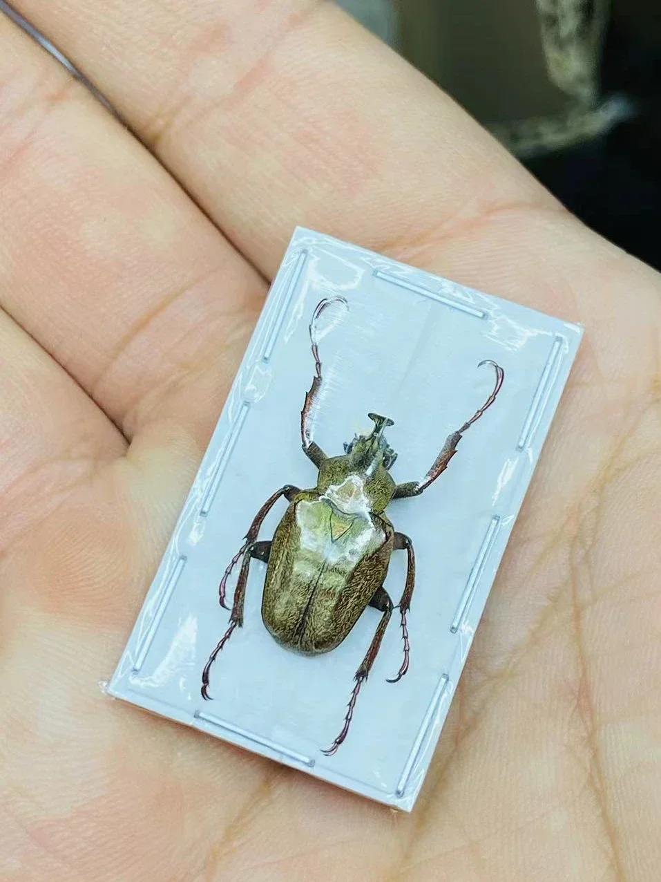 1PC Real Scarab Specimen Insect Beetle Artwork Mosaic Collection Science Education Home Decoration Statues for Decoration