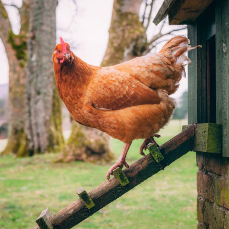 

4Pcs 2.6 Inch Metal Beadlock Wheel Rim Hub for 1/8 1/10 RC Crawler Car TRXS TRX4 Axial SCX10 Wraith RR10 Capra