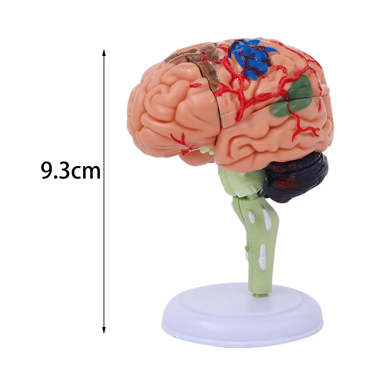 Estudo de anatomia do modelo de cérebro humano para identificar funções cerebrais 4D desmontado