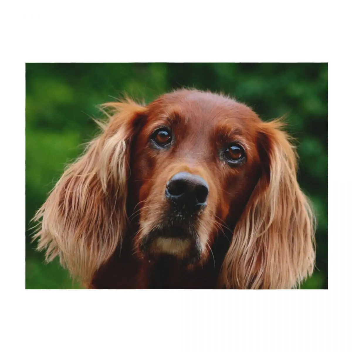 

Irish Setter - do you mean me Throw Blanket Thin Moving anime Shaggy Blankets