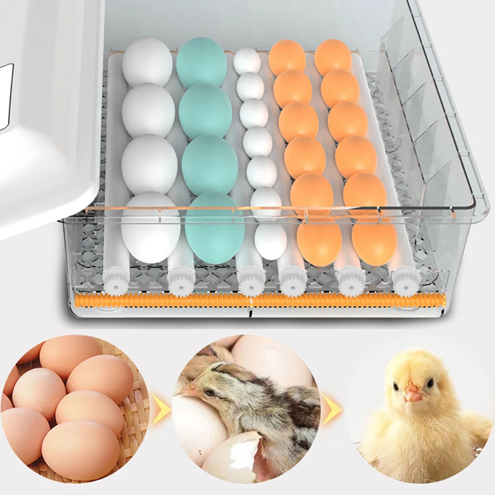 Large Capacity Automatic Egg Incubator with Temperature Control, 64 Digital, Hatcher, 110V, 12V