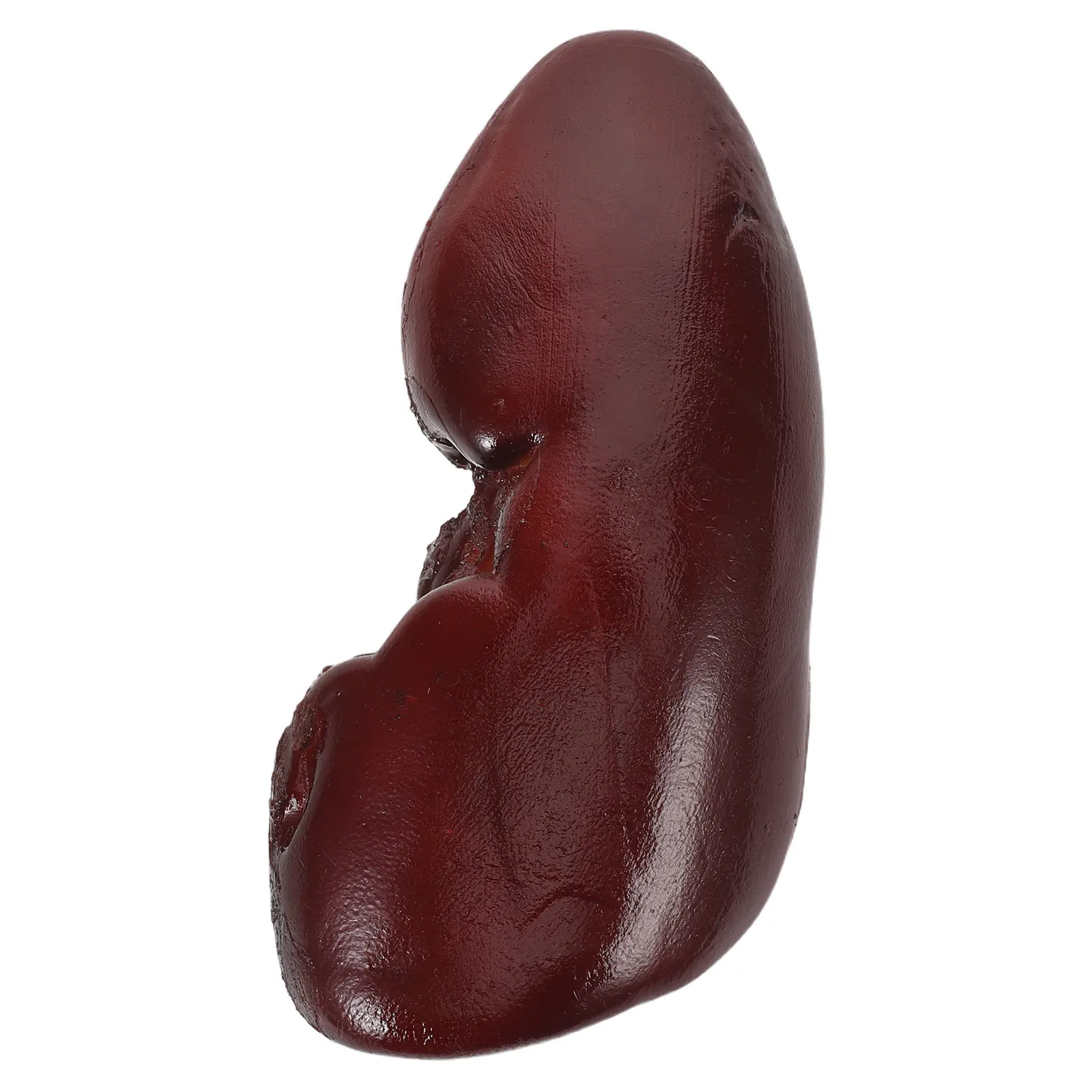 accessoire-de-simulation-realiste-de-rein-de-cochon-pour-farces-decoration-d'halloween-performance-de-scene-effrayante-maison-hantee-accessoires-de-cosplay