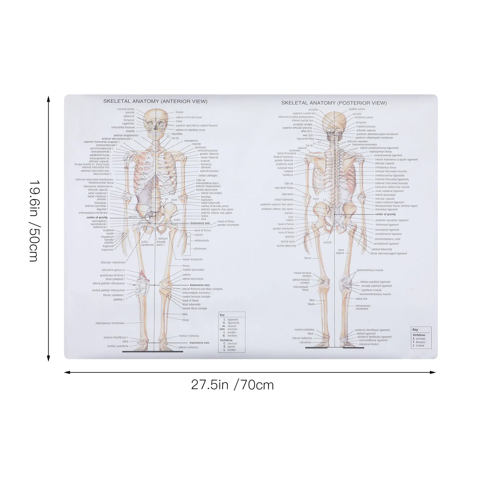 1 قطعة ملصق تشريح الإنسان هيكل الجسم المتين اللوحة للمدرسة مختبر الهيكل العظمي مخطط العضلات المواد التعليمية