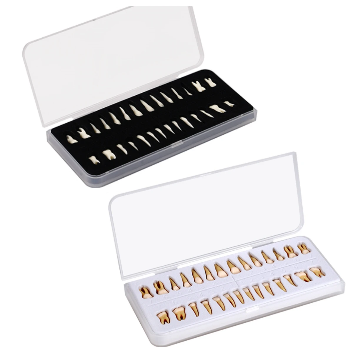 28pcs Adult Teeth Model Full Mouth 1:1 Permanent Tooth Model with Root Upper Lower Teeth School Teaching Equipment