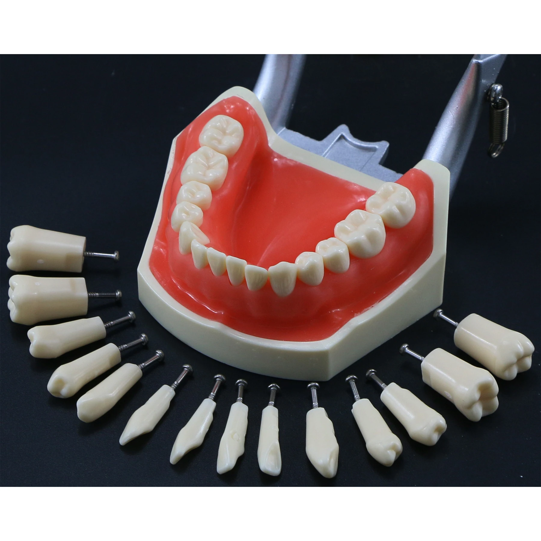 Dental Typodont Model 28 wyjmowane wkręcane zęby kompatybilne z Kilgore Nissin 200 typu jeden śrubokręt do nauki