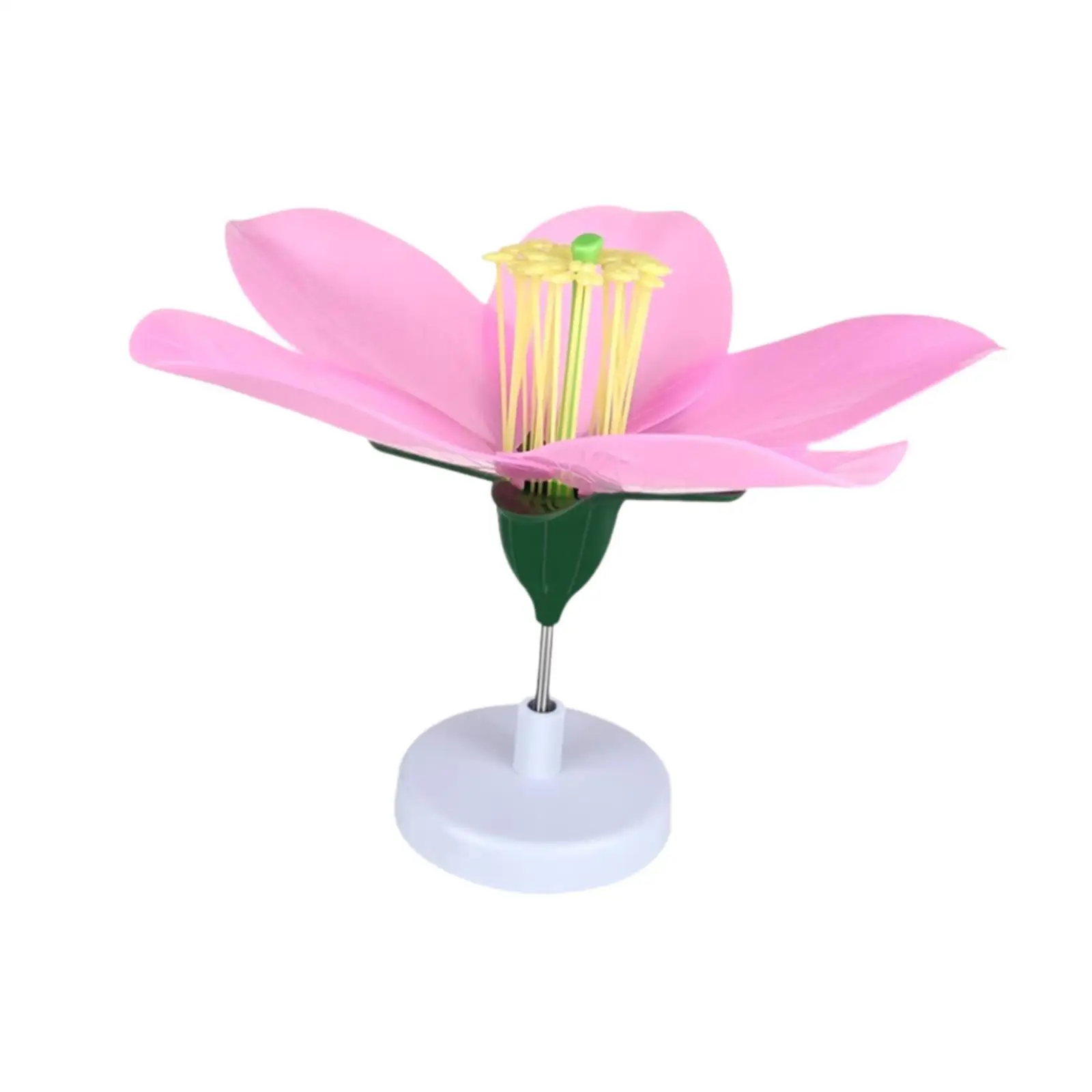 Peach Blossom Biology Model Detachable Practical Desktop Decor Learning Toys