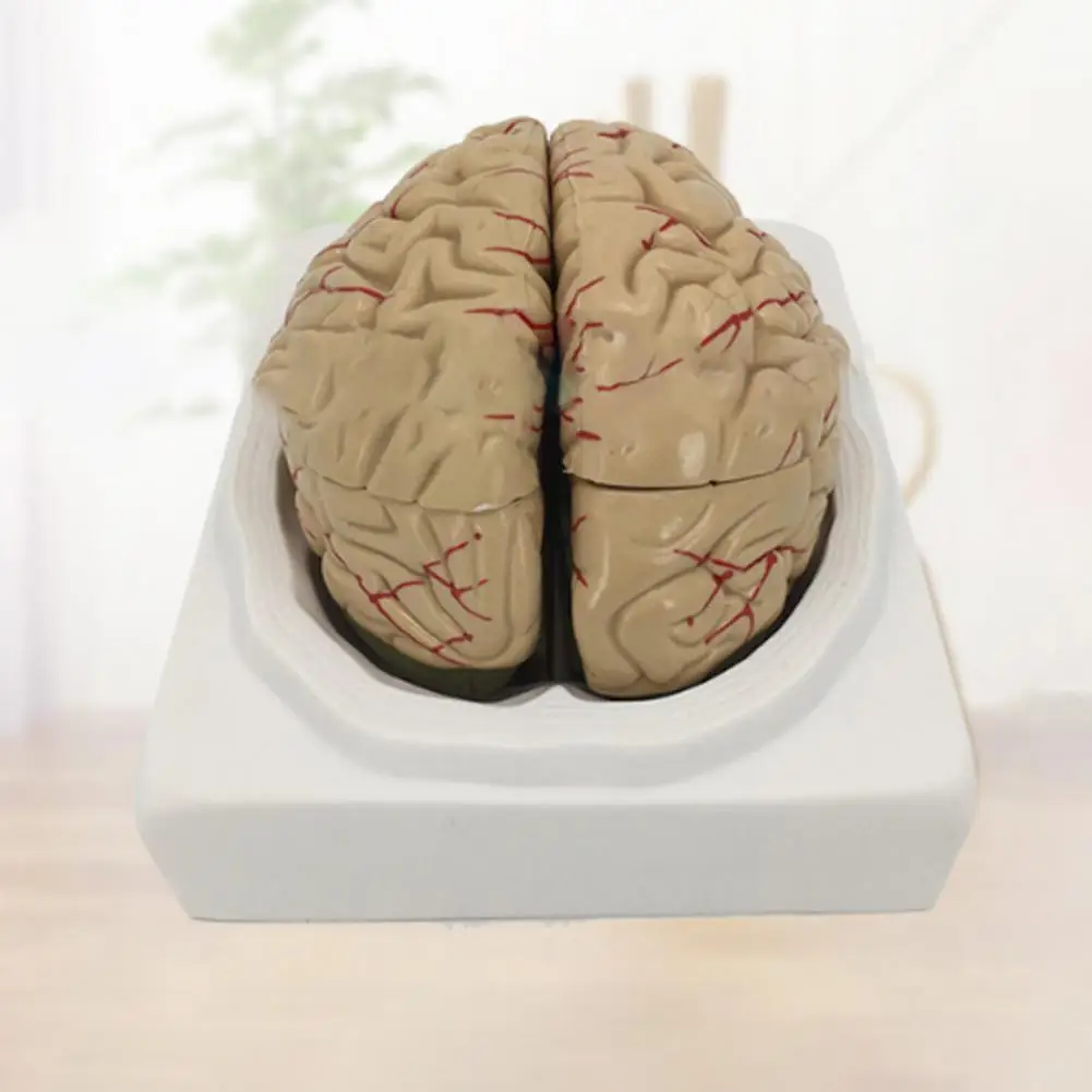 Simulation PVC Human Brain Model 8-Part Life-size Anatomy Teaching Tool for Classroom