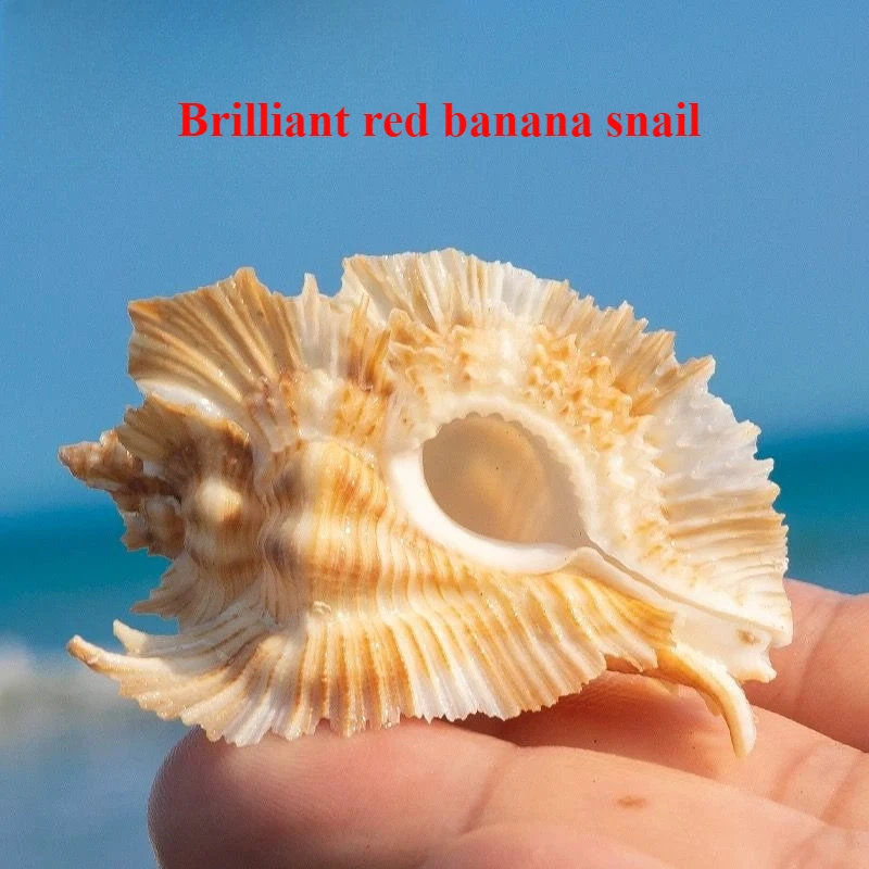 

Натуральная раковина, ярко-красный планат, улитка, аквариум, ландшафтный дизайн, украшение для дома, коллекция, образец улитки