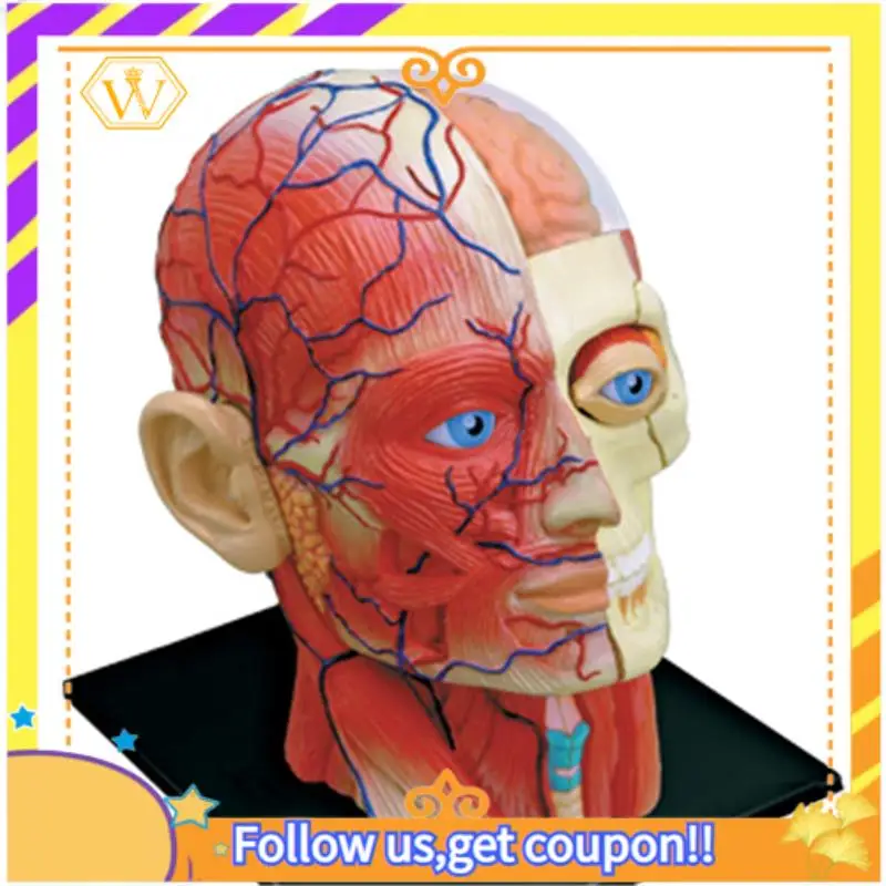 Latest--Torso Human Body Model Education Head Muscles Nerve Organs Model For Student Teaching Study Assembling Model